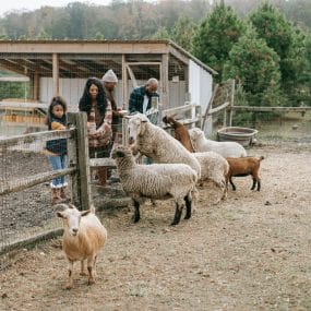 Une initiative innovante est en cours dans le Puy-de-Dôme : créer un réseau d’éducation à l’agriculture et à l’alimentation saine et durable.