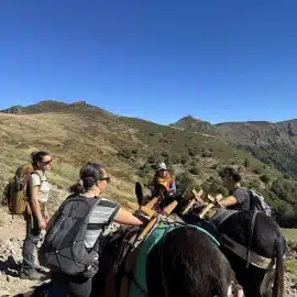 Le 23 septembre, les membres du comité du Cantal se sont retrouvés au départ de Font d'Alagnon pour une journée mêlant balade avec les ânes, lecture de paysage et point sur la situation du loup dans le Cantal.
